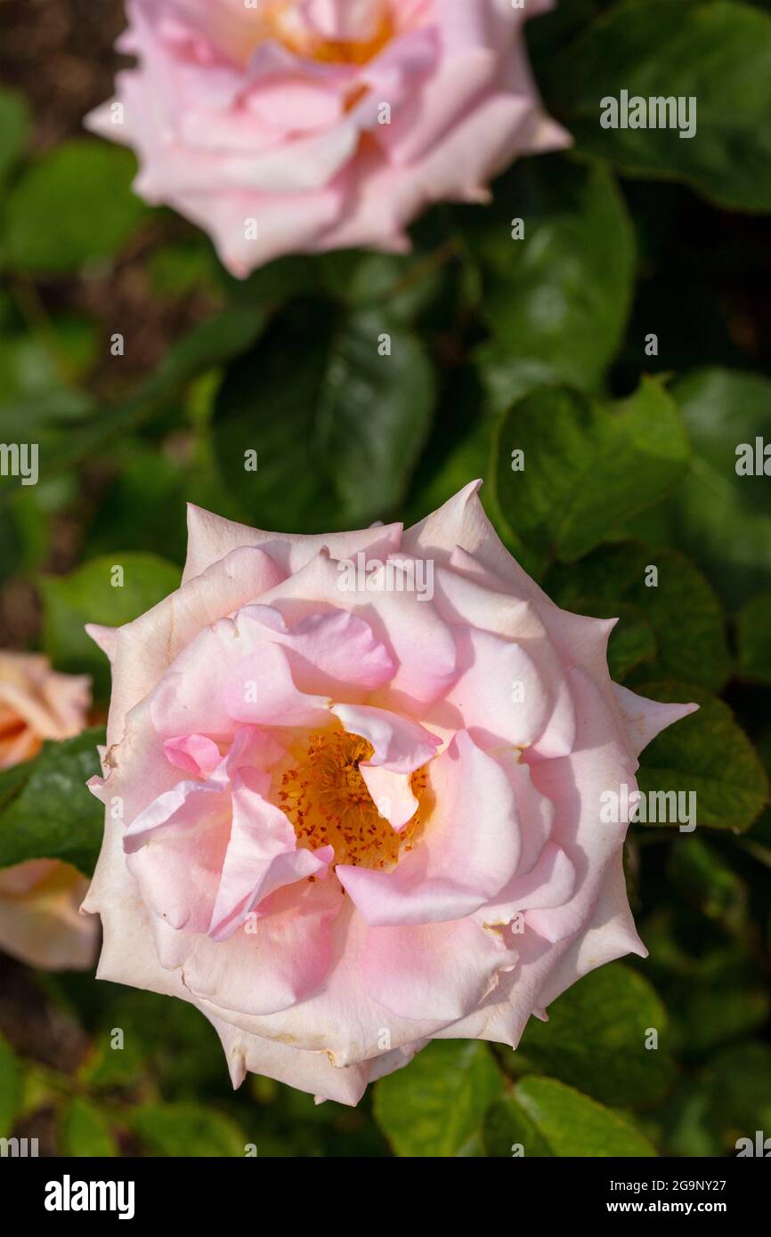 Variable Rosa Scent Sensation ‘Fryromeo’, Rosa ‘Scentsation’, Rose