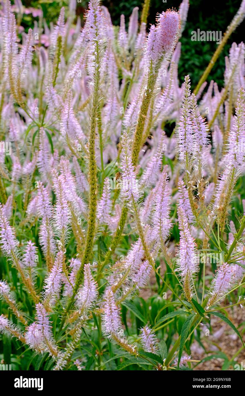 flowering veronicastrum fascination flowers in english garden, norfolk, england Stock Photo