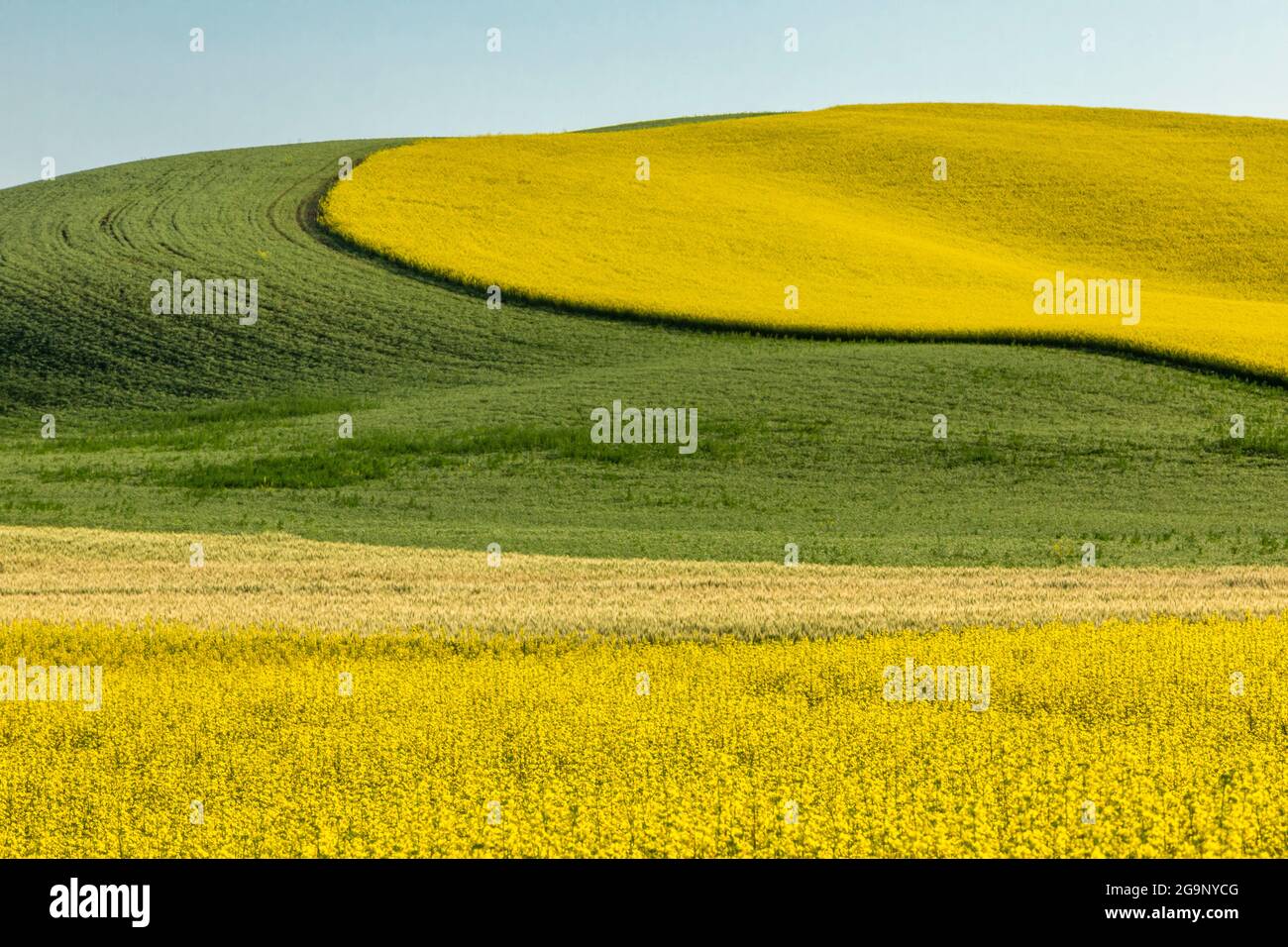 Wheat and Canola fields in Palouse region of Washington Stock Photo