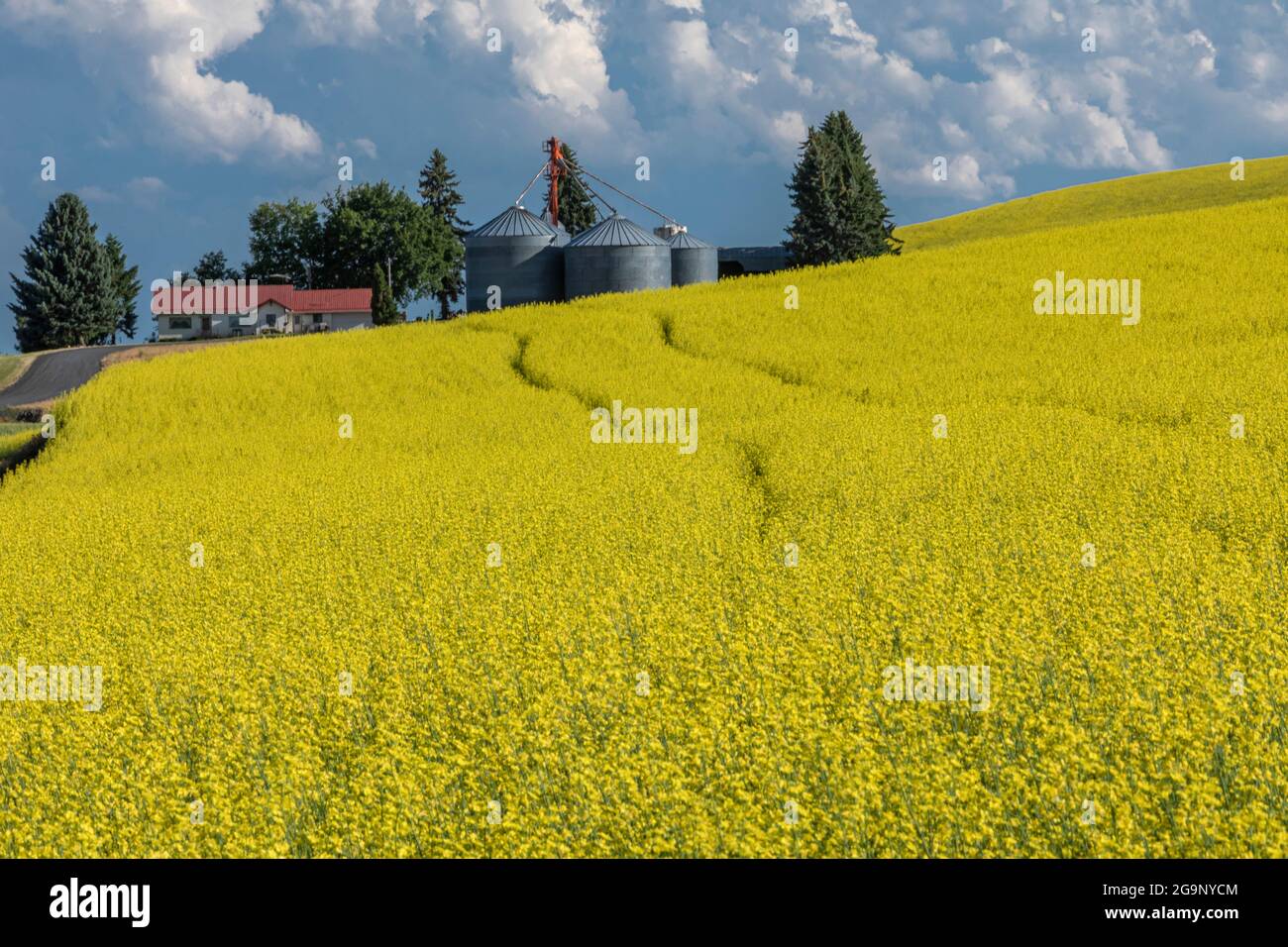 Farm and Canola fields in Palouse region of Washington Stock Photo