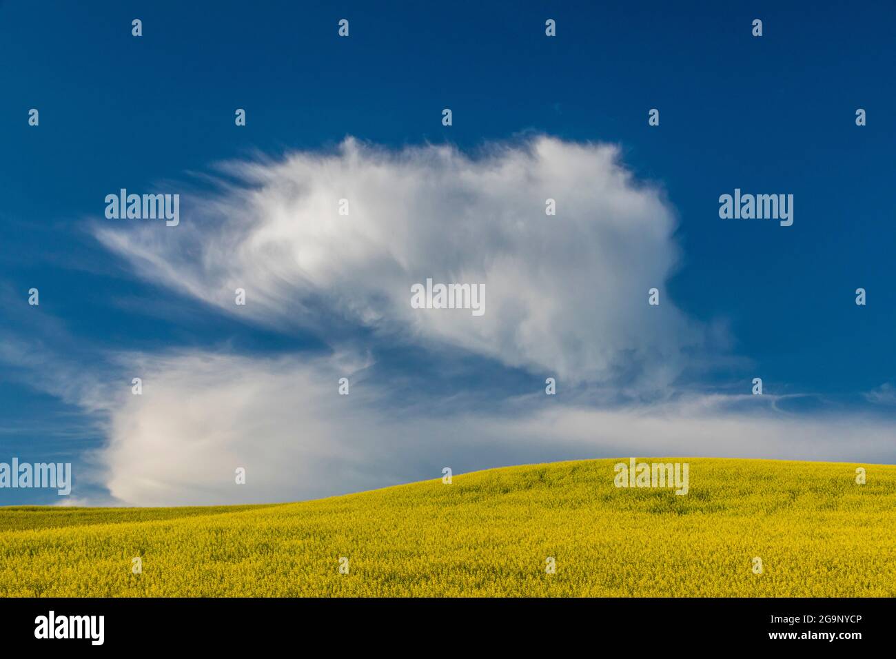Clouds over the Canola fields in Palouse region of Washington Stock Photo