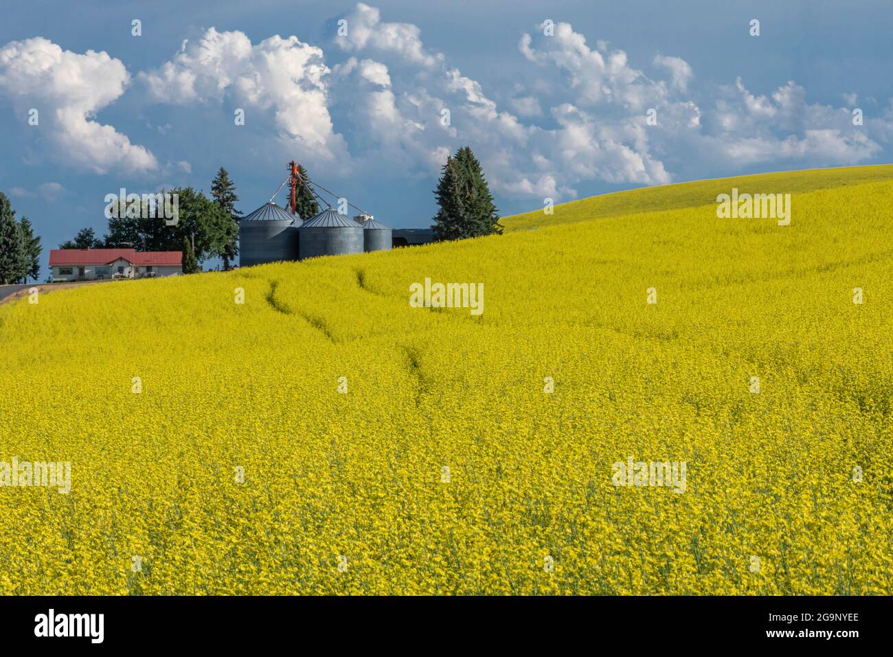Farm house and Canola fields in Palouse region of Washington Stock Photo