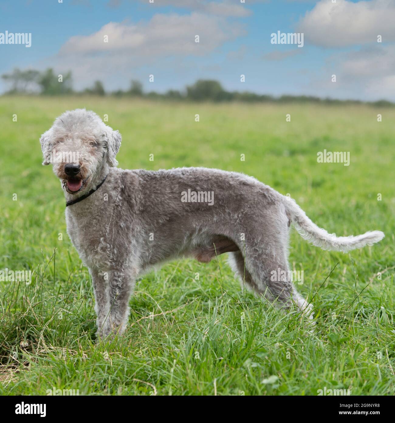Bedlington terrier hires stock photography and images Alamy