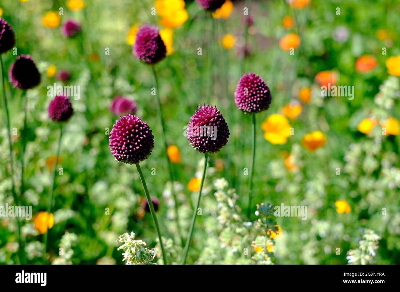 colourful flowers growing in english summer cottage garden, norfolk, england Stock Photo