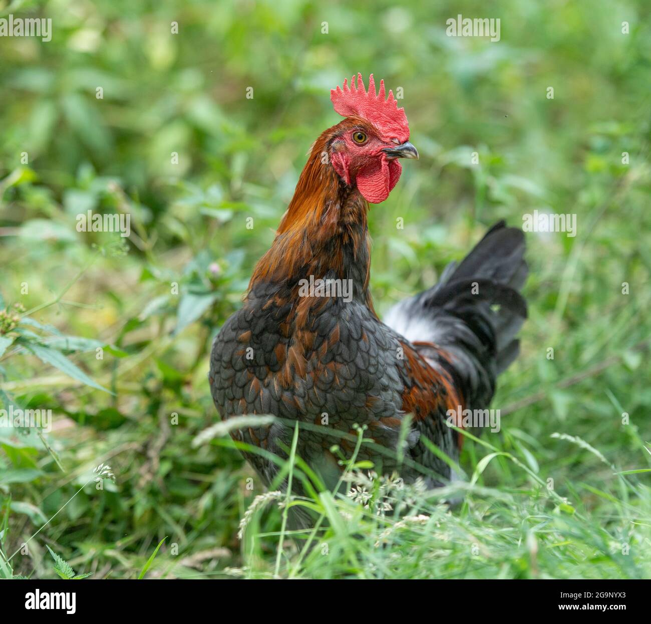 blue copper maran cockerel Stock Photo - Alamy