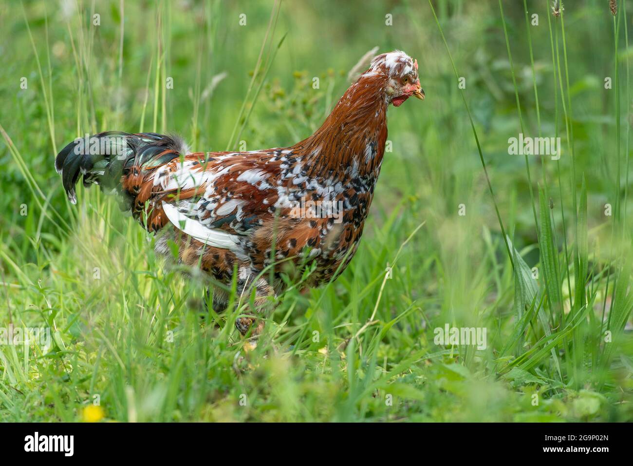 Swedish Flower Hen Cockerel Stock Photo Alamy
