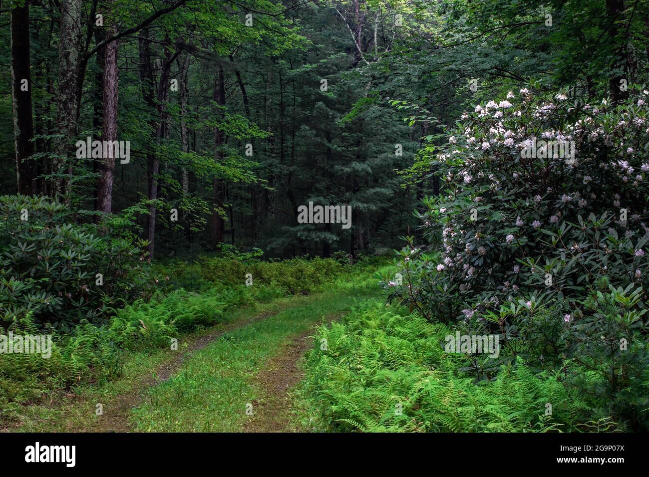 A trail through the Delaware State Forest in July during the blooming of rhododendron in Pennsylvania's Pocono Mountains. Stock Photo