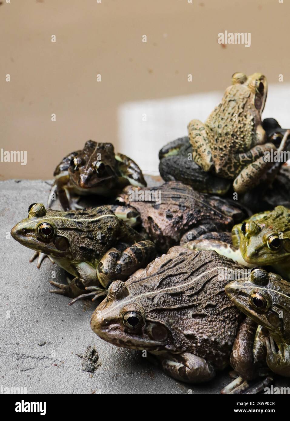 group of green and brown skinned toads and frogs resting on top of and close to each other near a muddy water body in a tropical area during rainy sea Stock Photo