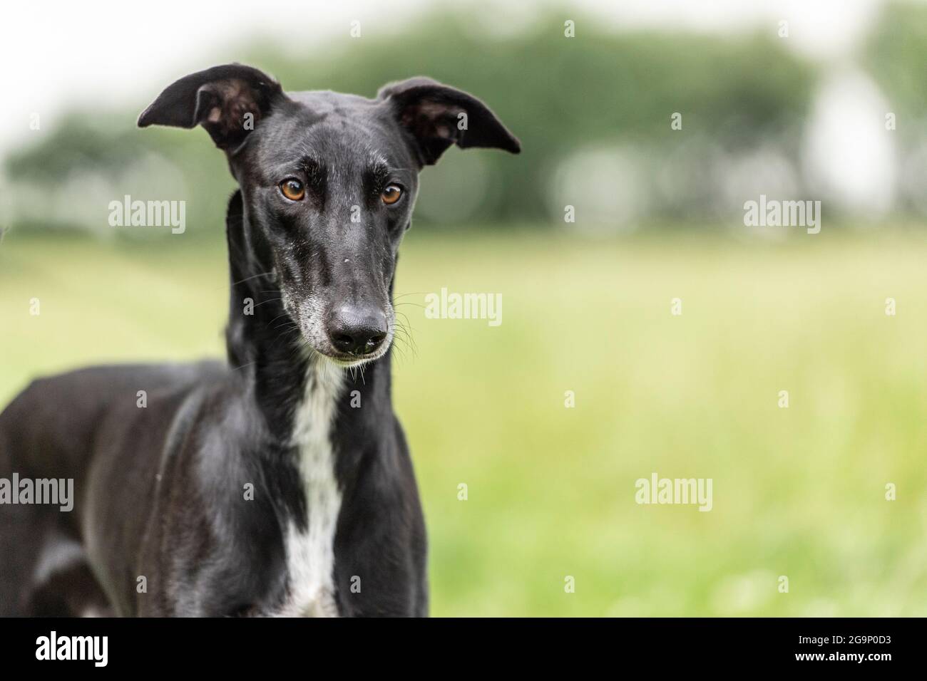 Spanish greyhound Galgo Stock Photo Alamy