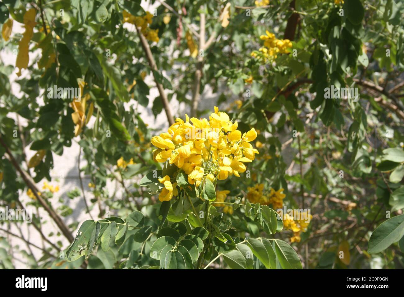 Tipa or Rosewood (Tipuana tipu) in full bloom Stock Photo