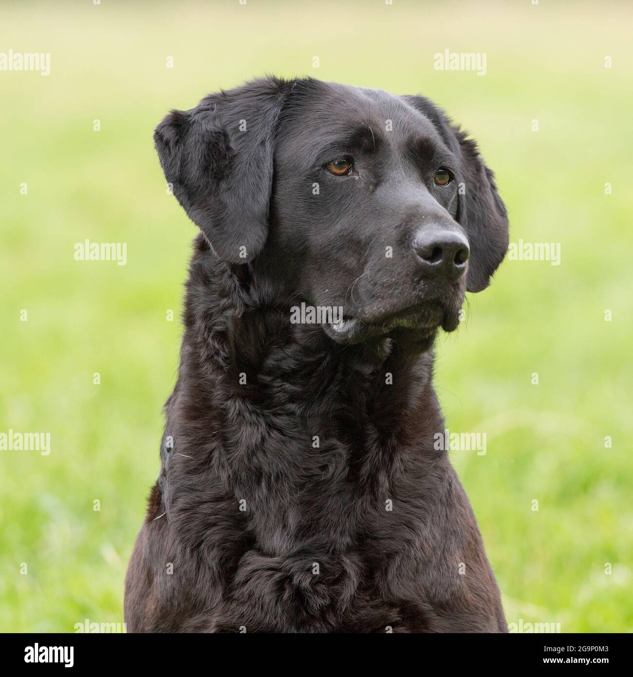 black labrador retriever Stock Photo Alamy