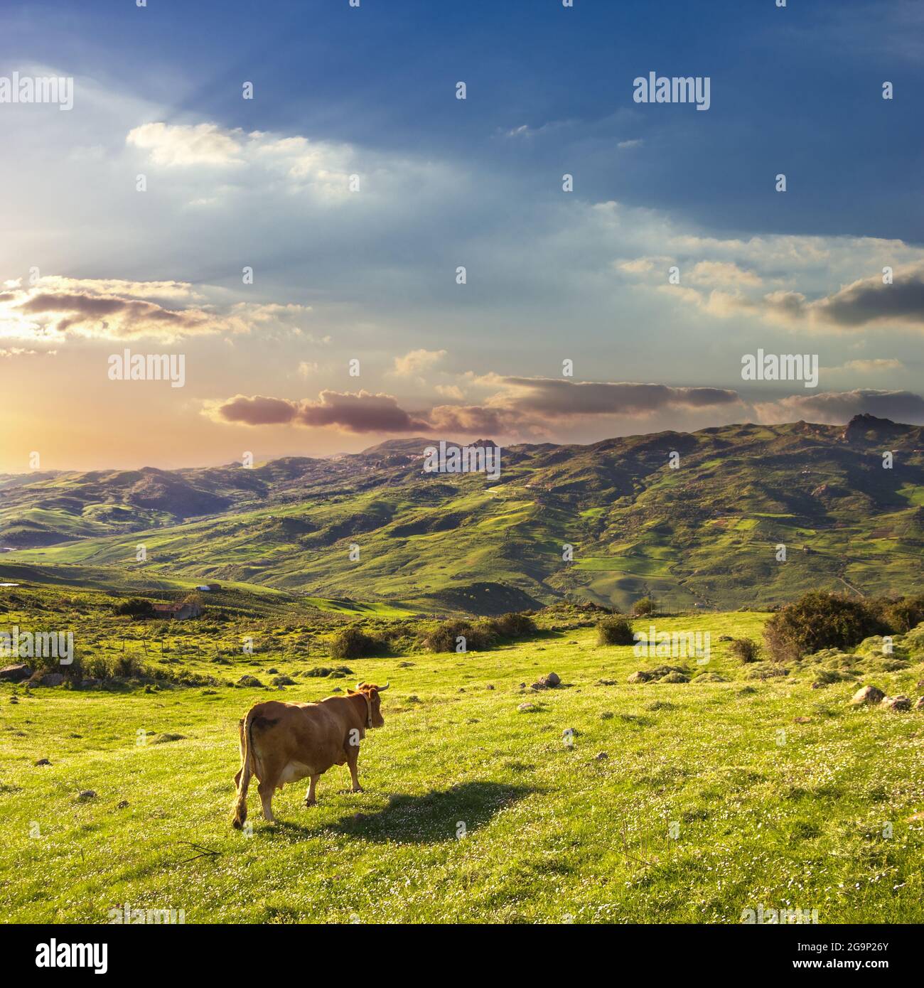 a cow goes down in the green valley at the sunset Stock Photo - Alamy