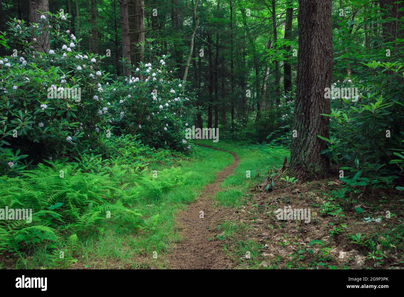 A trail through the Delaware State Forest in July during the blooming of rhododendron in Pennsylvania's Pocono Mountains. Stock Photo