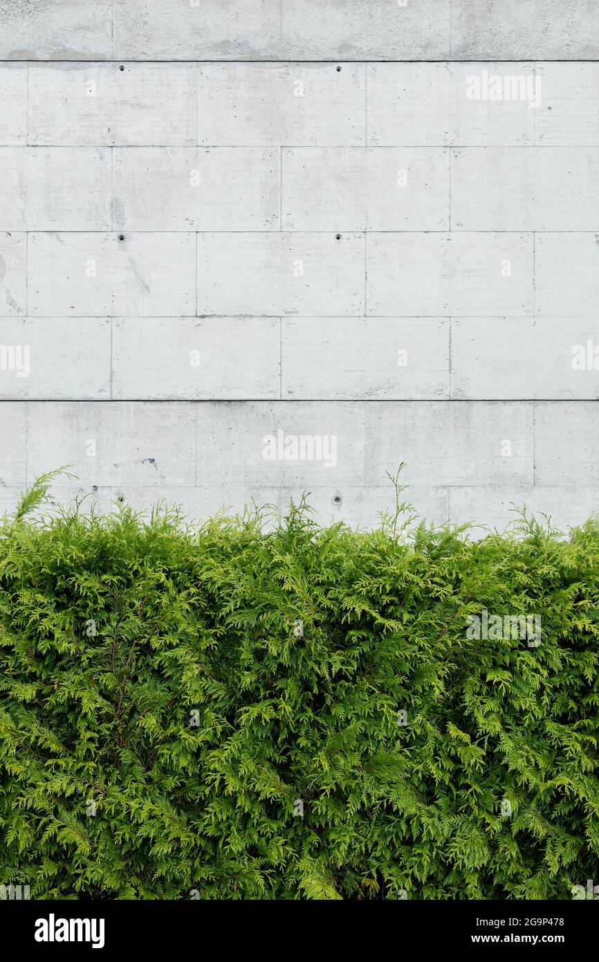 Green thuja plants against Blank concrete wall. Abstract architecture background. Copy space Stock Photo