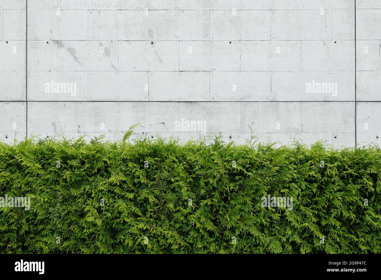 Green thuja plants against Blank concrete wall. Abstract architecture background. Copy space Stock Photo