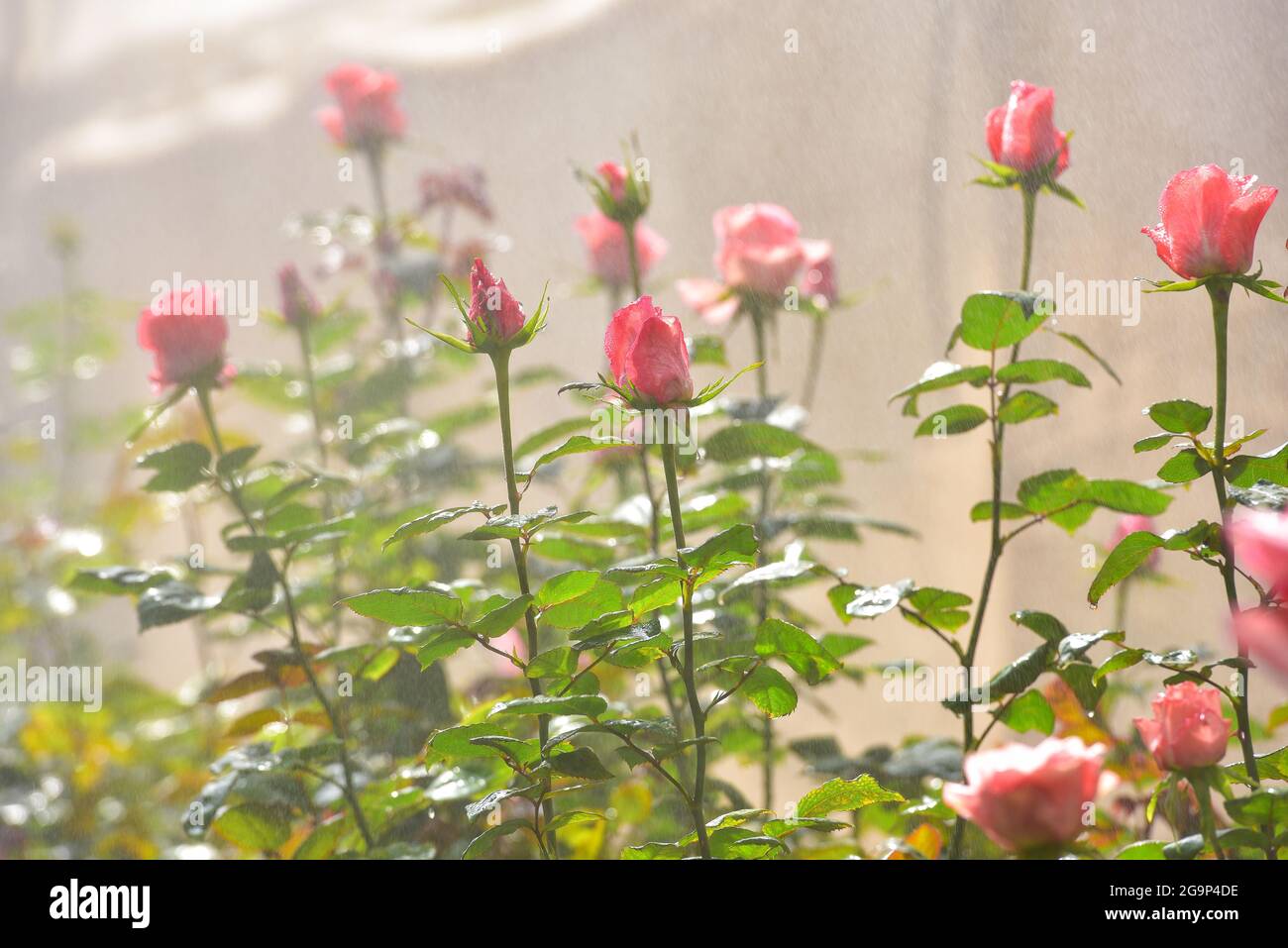 Plantation roses in a greenhouse,Roses blooming in a greenhouse in a