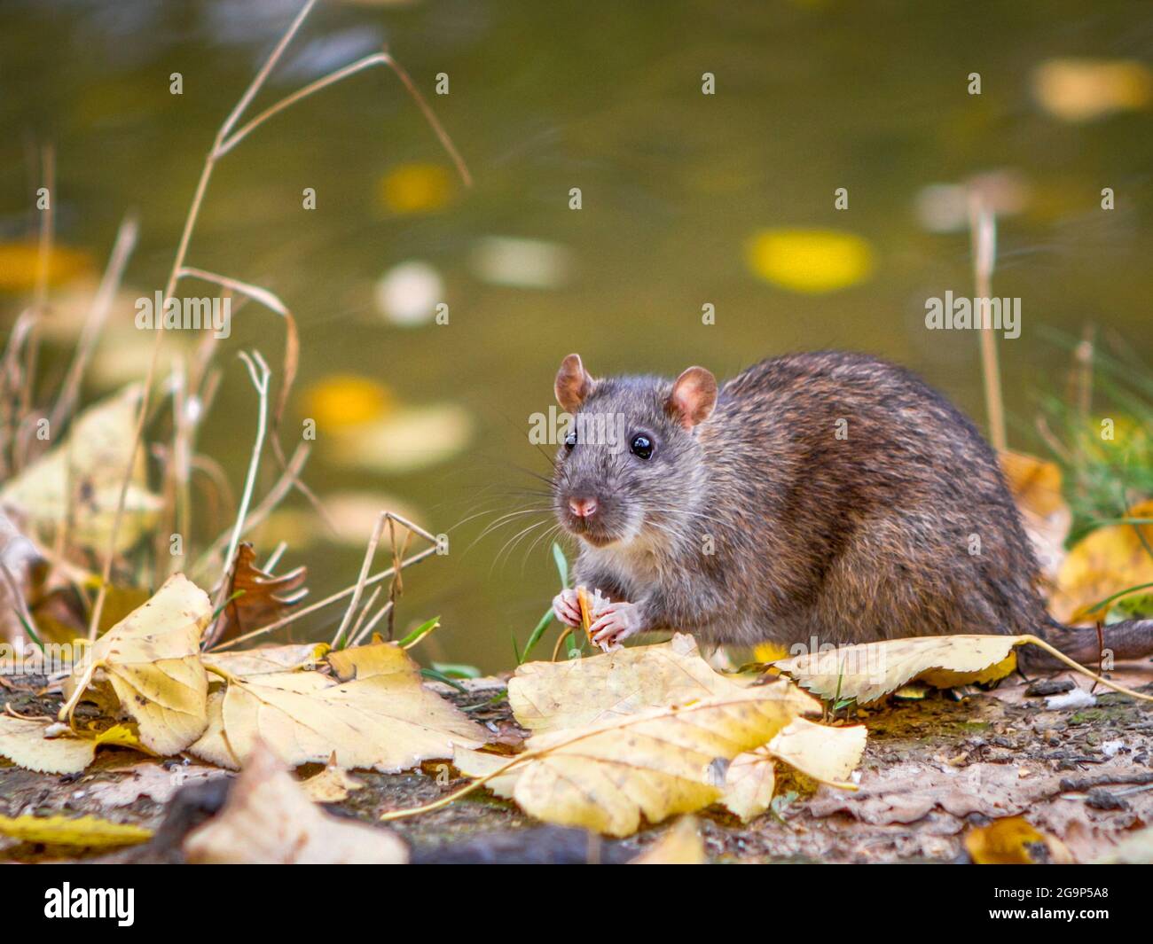 Wild rat eating food in the autumn forest close up Stock Photo