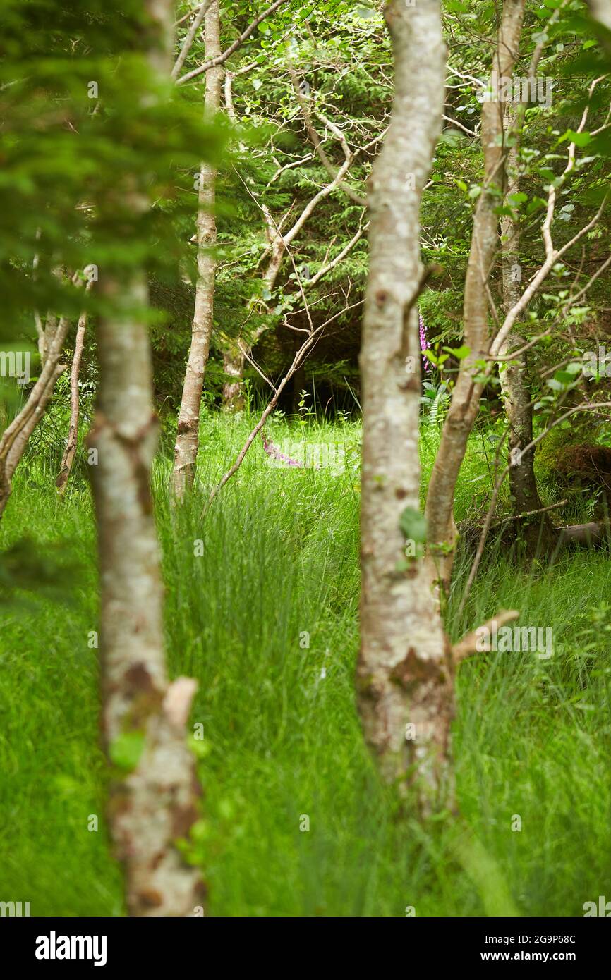 Brightly green forest stock image. Image of landscape - 126788361