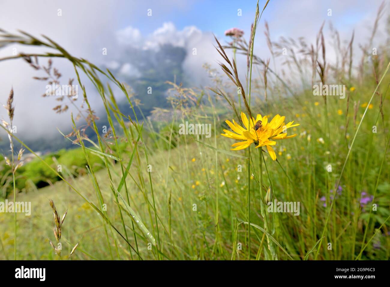 alpine yellow wild flower blooming in meadow with a bee gathering and cloudy mountain background Stock Photo