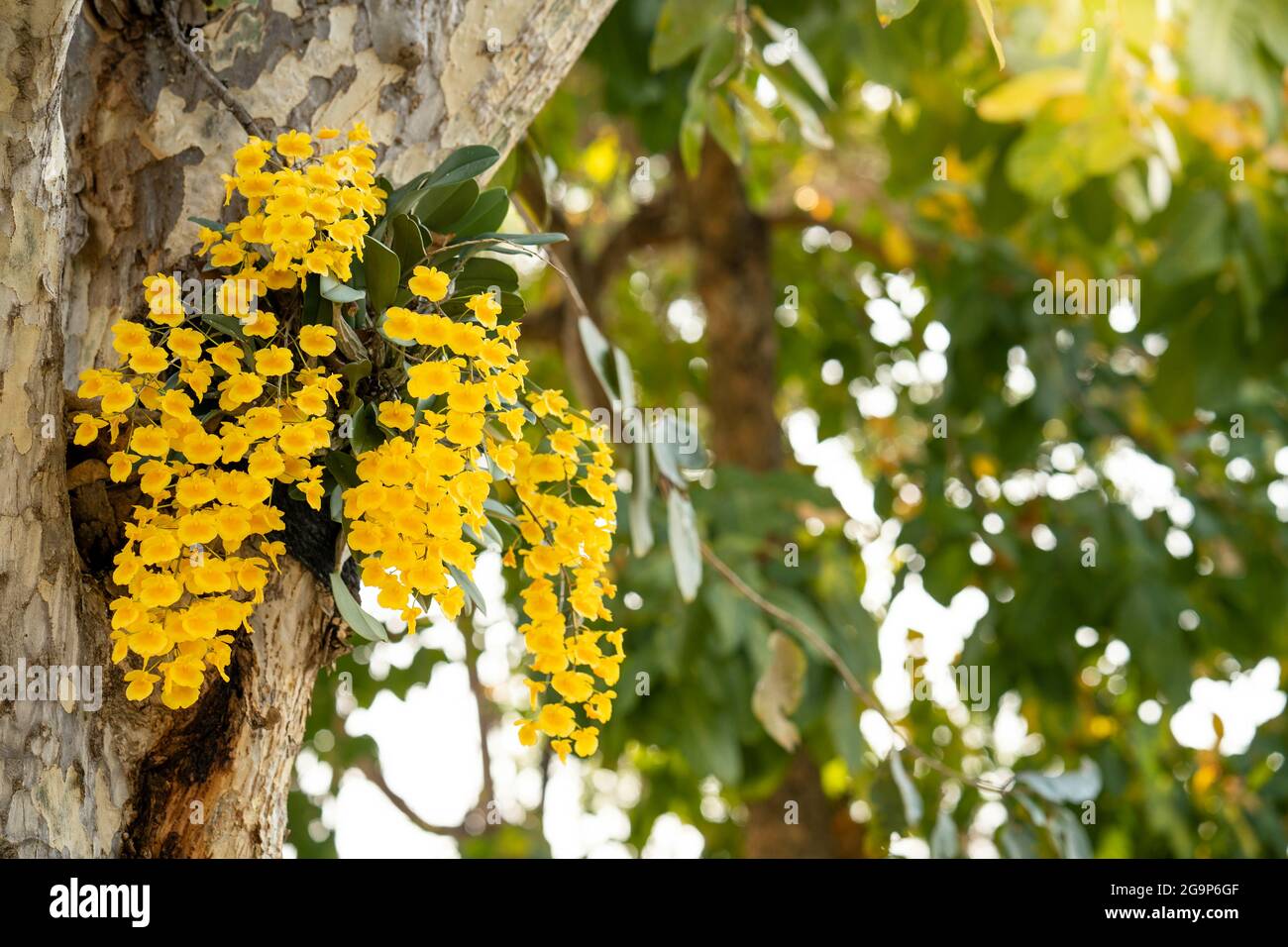 Selective focus shot of yellow Dendrobium lindleyi flowers on a tree during daylight Stock Photo