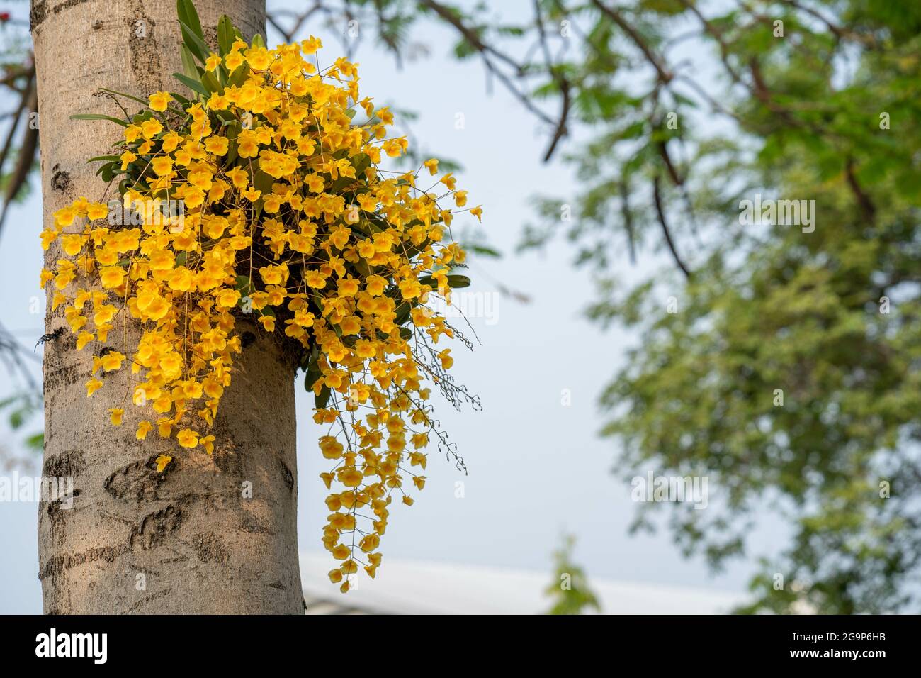 Selective focus shot of yellow Dendrobium lindleyi flowers on a tree during daylight Stock Photo