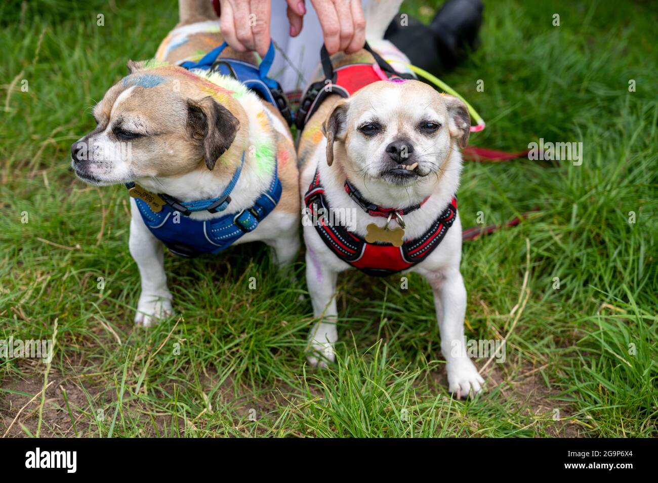 Jack russell pug hires stock photography and images Alamy