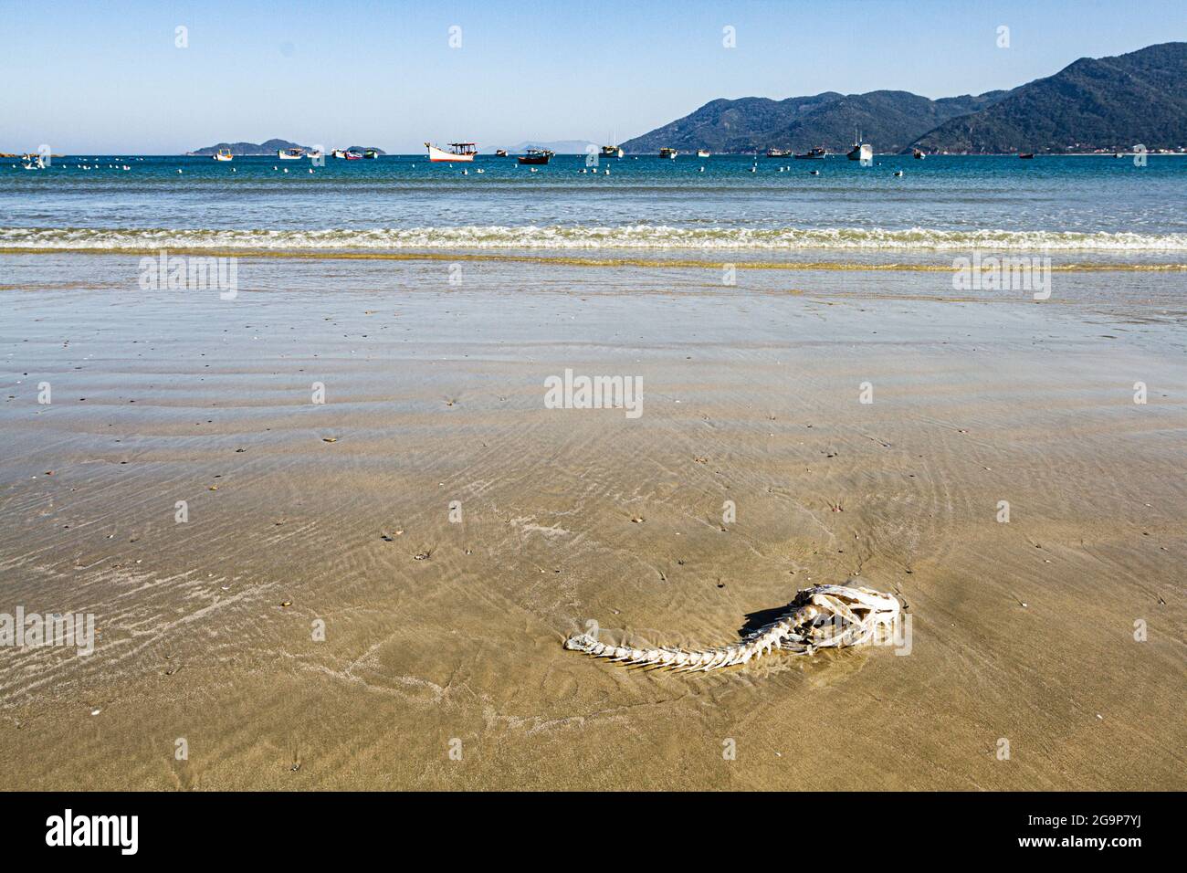 Fish bone on the sand at Pantano do Sul Beach. Florianopolis, Santa Catarina, Brazil. Stock Photo