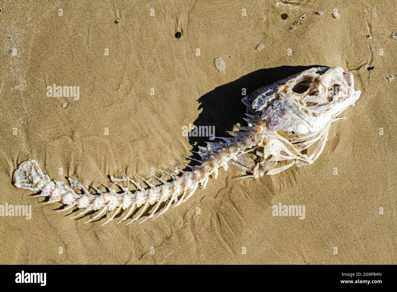 Fish bones beach hi-res stock photography and images - Alamy