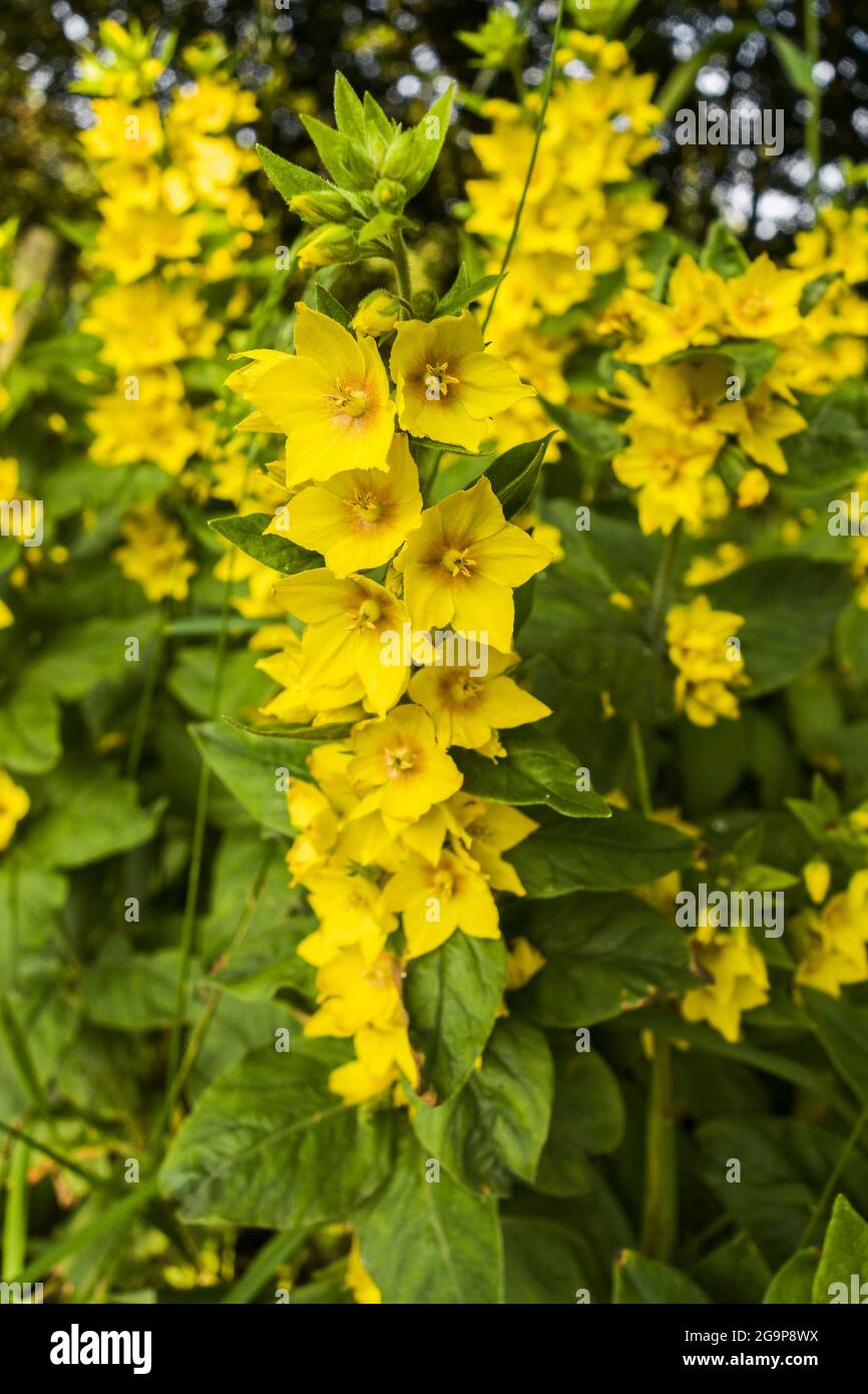 Yellow flowers of the yellow loosestrife , Lysimachia vulgaris, plant growing wild in Northumberland, UK Stock Photo