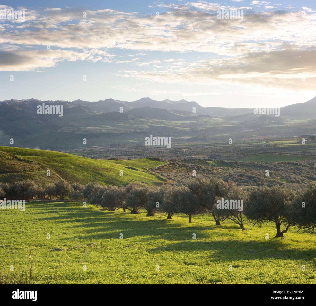 landscape with field of green grass and olive trees at the sunset in ...