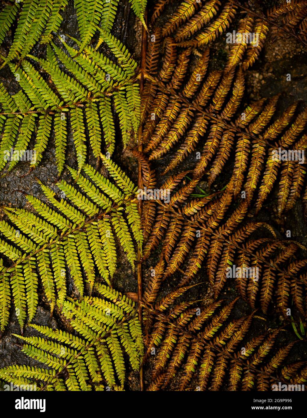 Tree fern Stock Photo