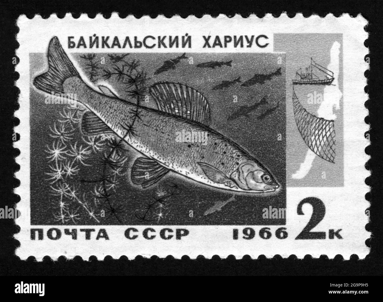 Stamp print in USSR, 1966,fish, grayling Stock Photo
