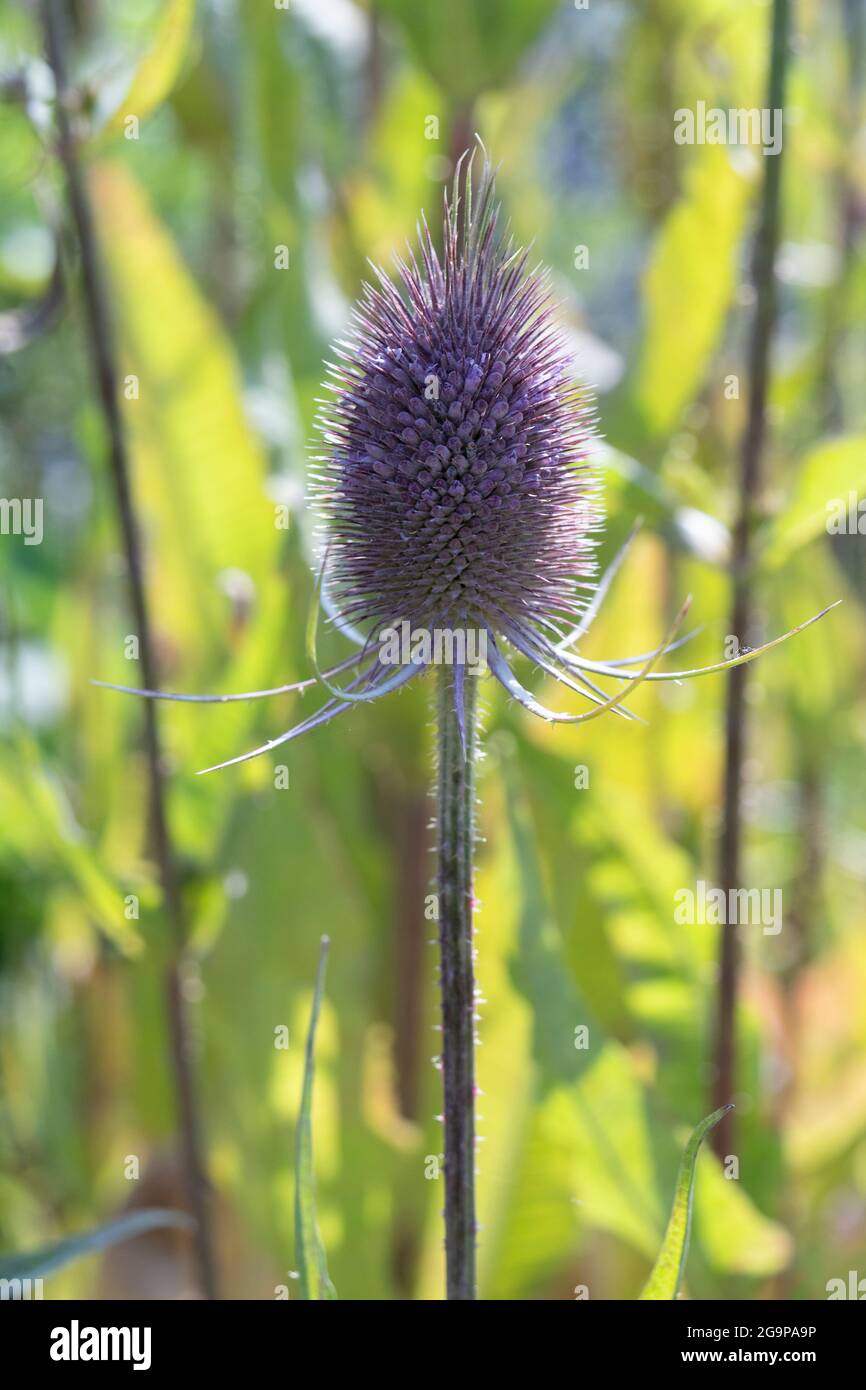 Fresh purple flowering Dipsacus teasel close up in the garden Stock Photo