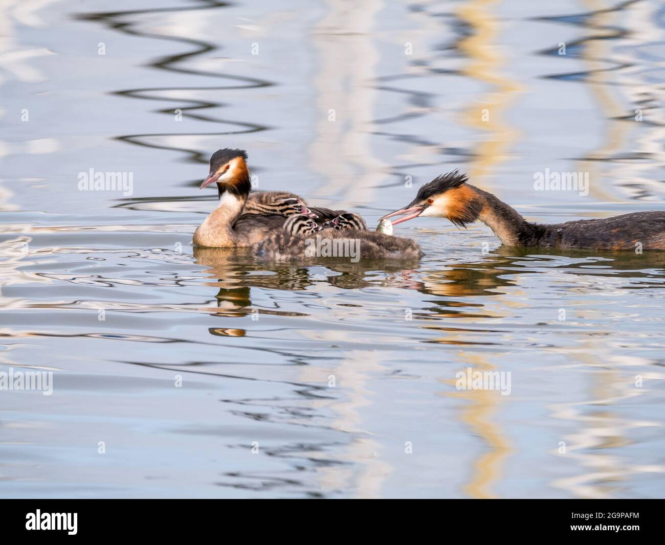 Great crested grebe, Podiceps cristatus, family - father feeding fish to young chick, Netherlands Stock Photo