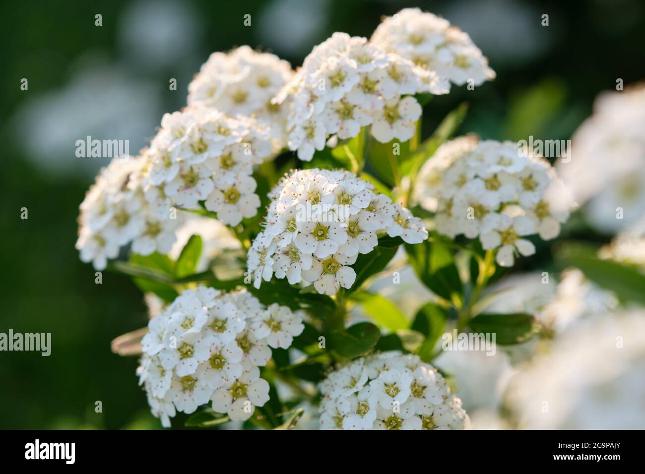 Blossoming white Spirea. Spiraea nipponica bush. Stock Photo