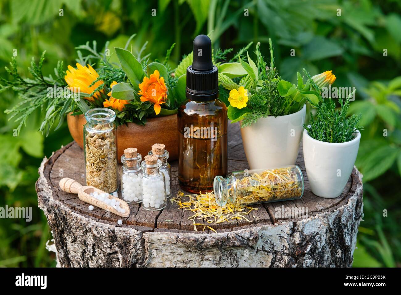Bottles of homeopathy granules. Dropper bottle of tincture or oil. Homeopathic and naturopathic remedies. Calendula  flowers and juniper twigs in mort Stock Photo