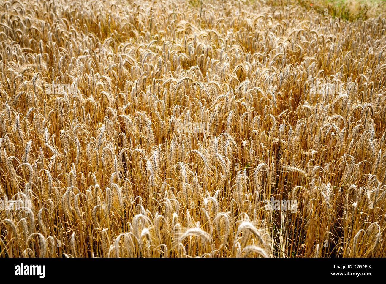 Roggen kurz vor der Ernte Stock Photo - Alamy