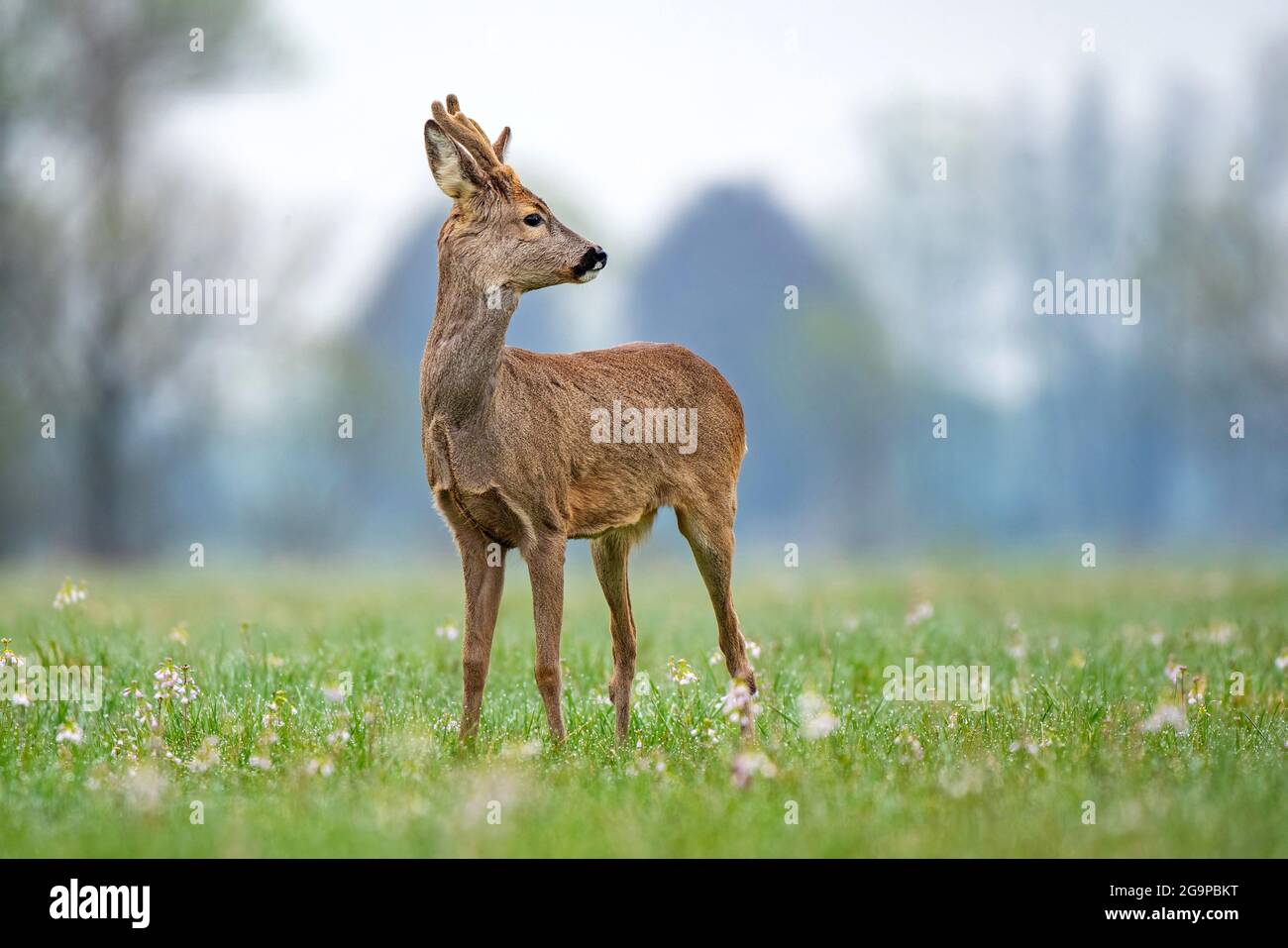 Wild roe deer standing in a field Stock Photo