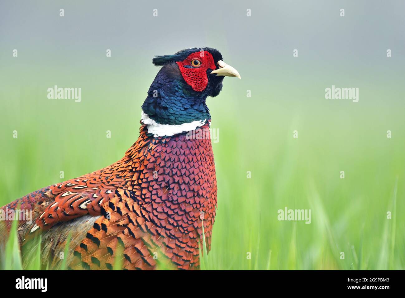 Close up of male pheasant in a grass Stock Photo