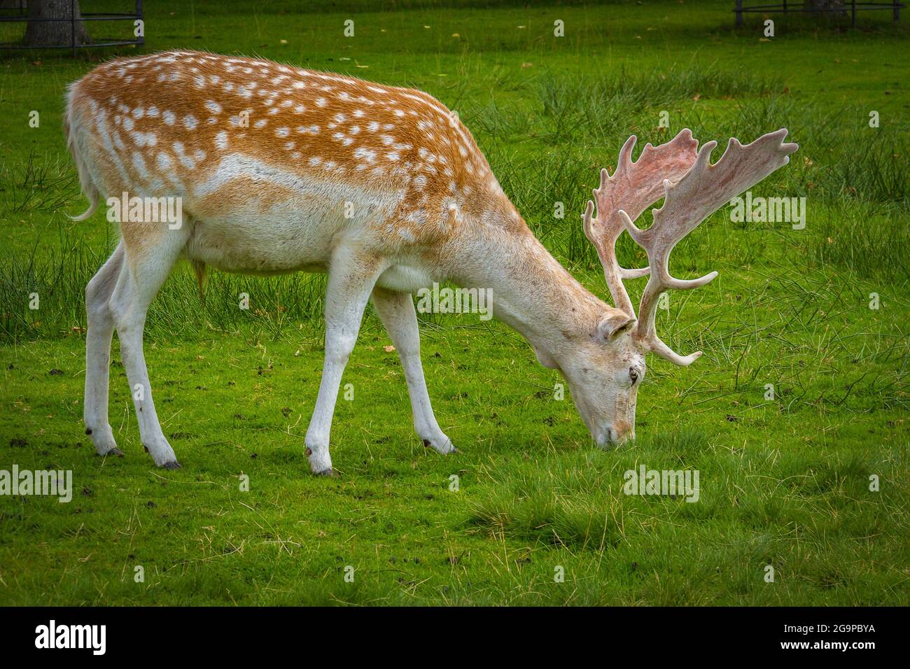 Fallow Deer (Dama dama), Grazing Stock Photo