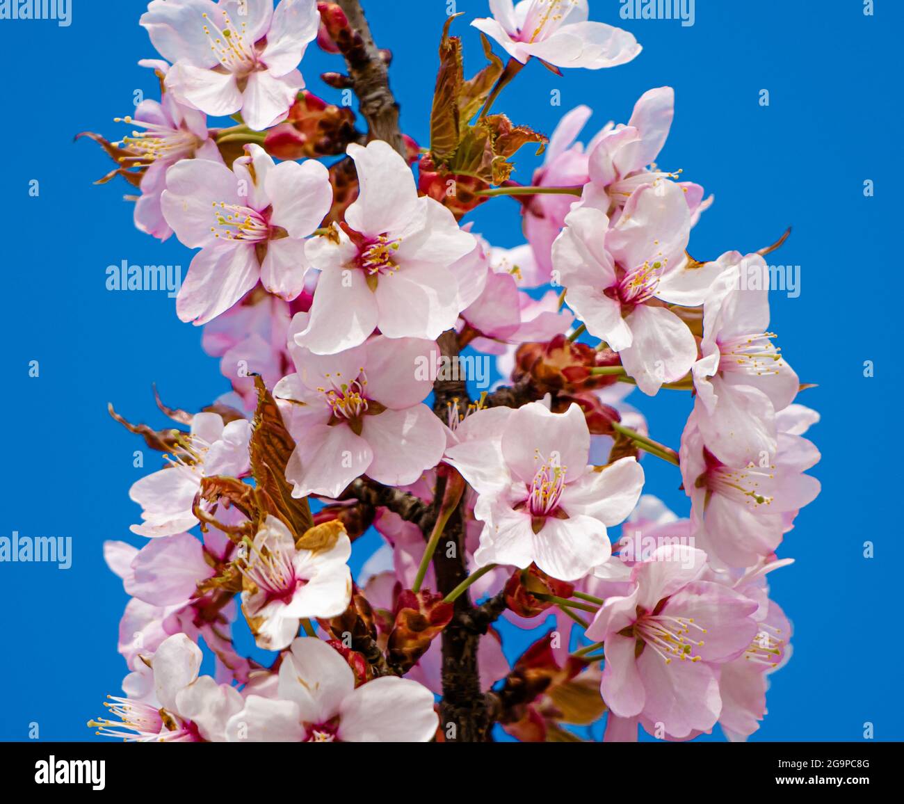 Sakura bloom hi-res stock photography and images - Alamy