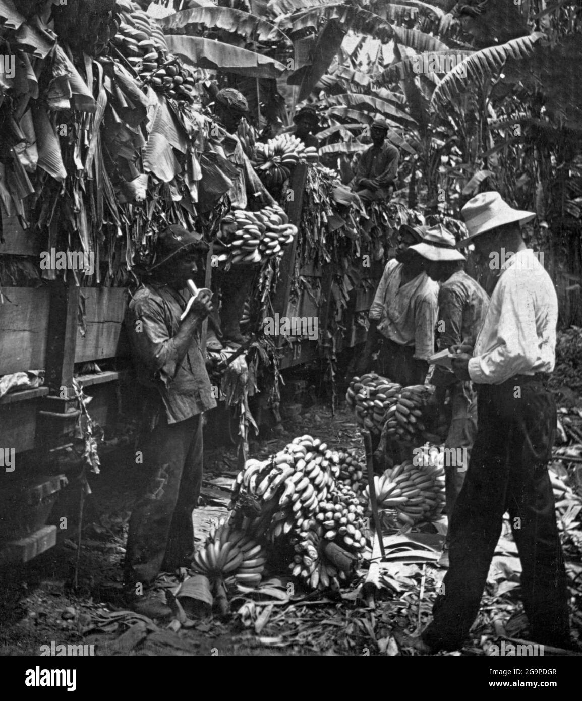 COSTA RICA - 1905 - Plantation workers load bushels of bananas onto a cargo train on a banana plantation at an unidentified location in Costa Rica in Stock Photo