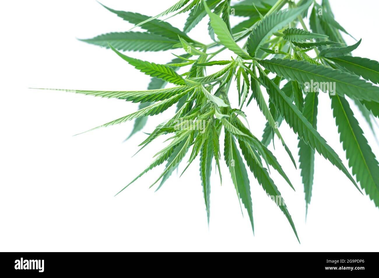 Cannabis or hemp plant leaves isolated on white background. Growing medical marijuana concept Stock Photo