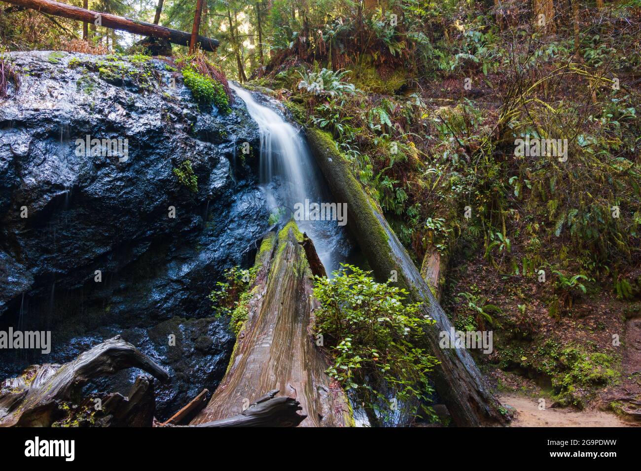 Waterfall in Mendocino. Northern California Redwoods.  Stock Photo