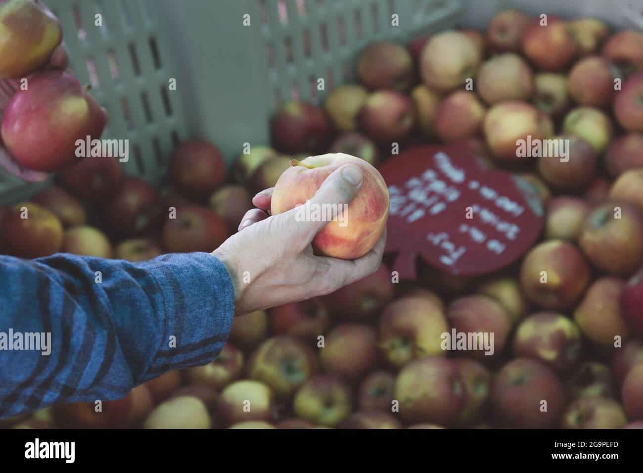 Man Picking Fuji Apple from Large Crate at Local Roadside Fruit Stand