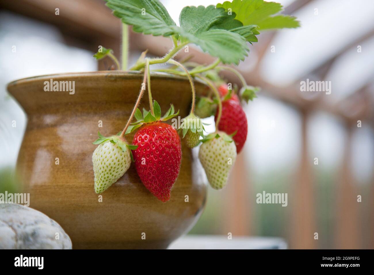 Home grown strawberries growing in pots in a greenhouse Stock Photo Alamy