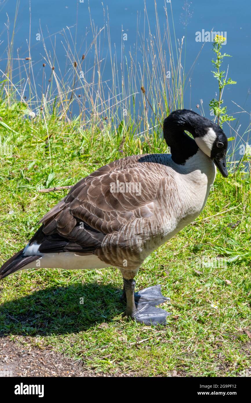 Canada goose animal for sale hot sale