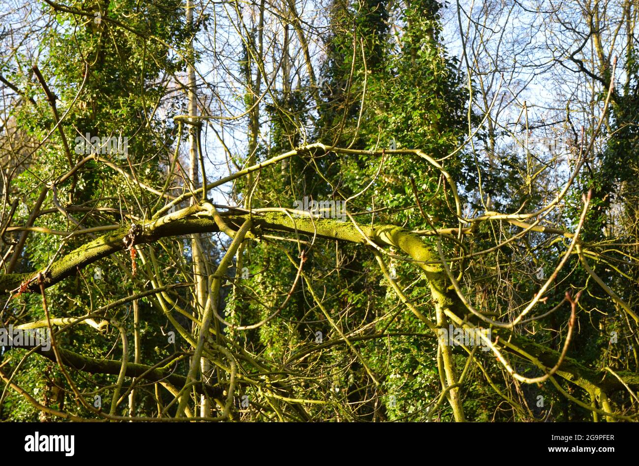 horizontal tree branch in woods Stock Photo Alamy