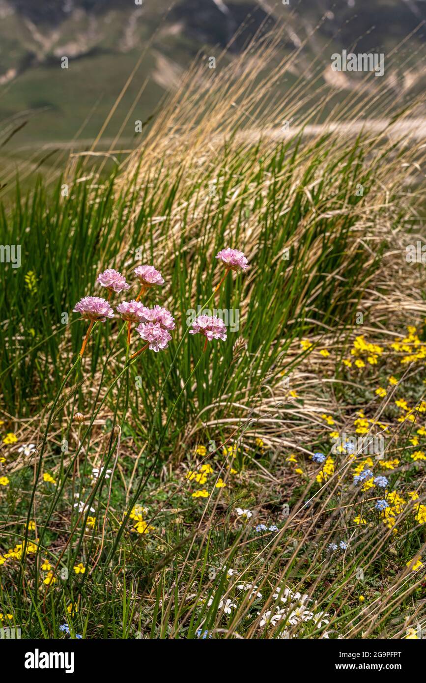 Flowering Vedovella alpina, Globularia nudicaulis L., in the Gran Sasso and Monti della Laga National Park, Abruzzo, Italy Stock Photo