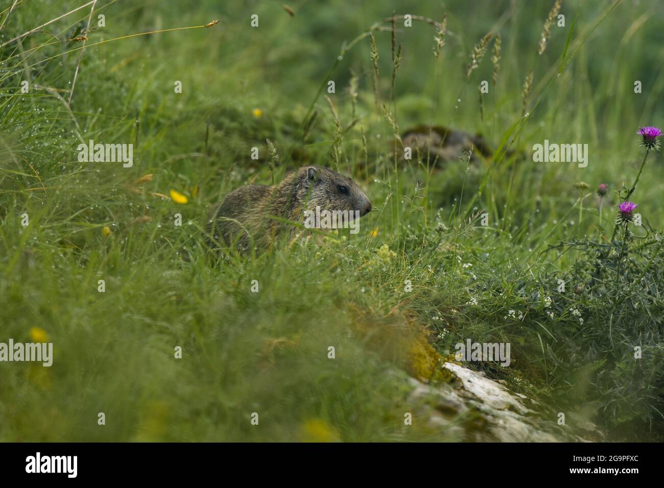 marmot in the vercors mountains on isere Stock Photo